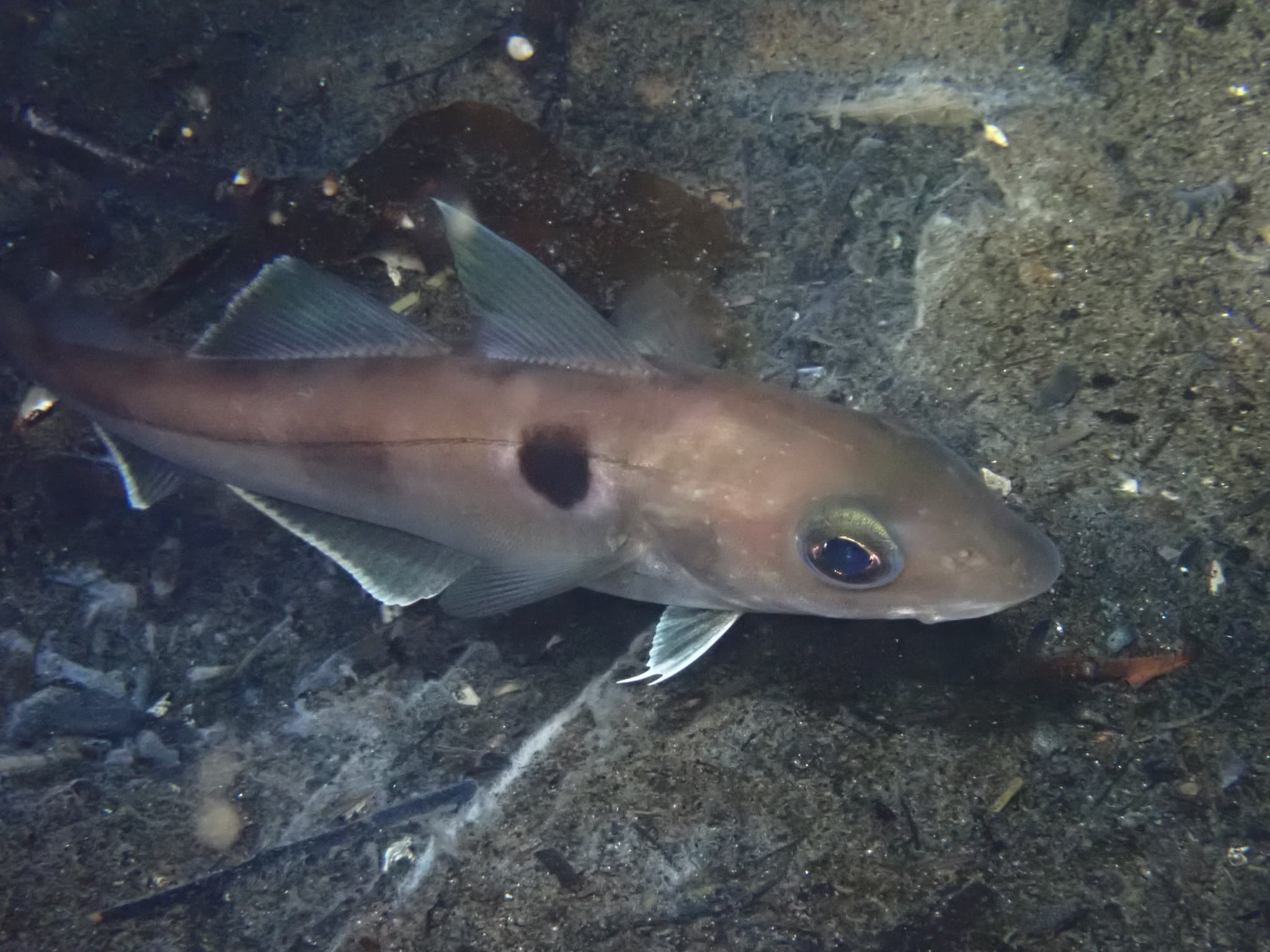 A live haddock on the seabed, showing the dark thumbprint above its pectoral fin