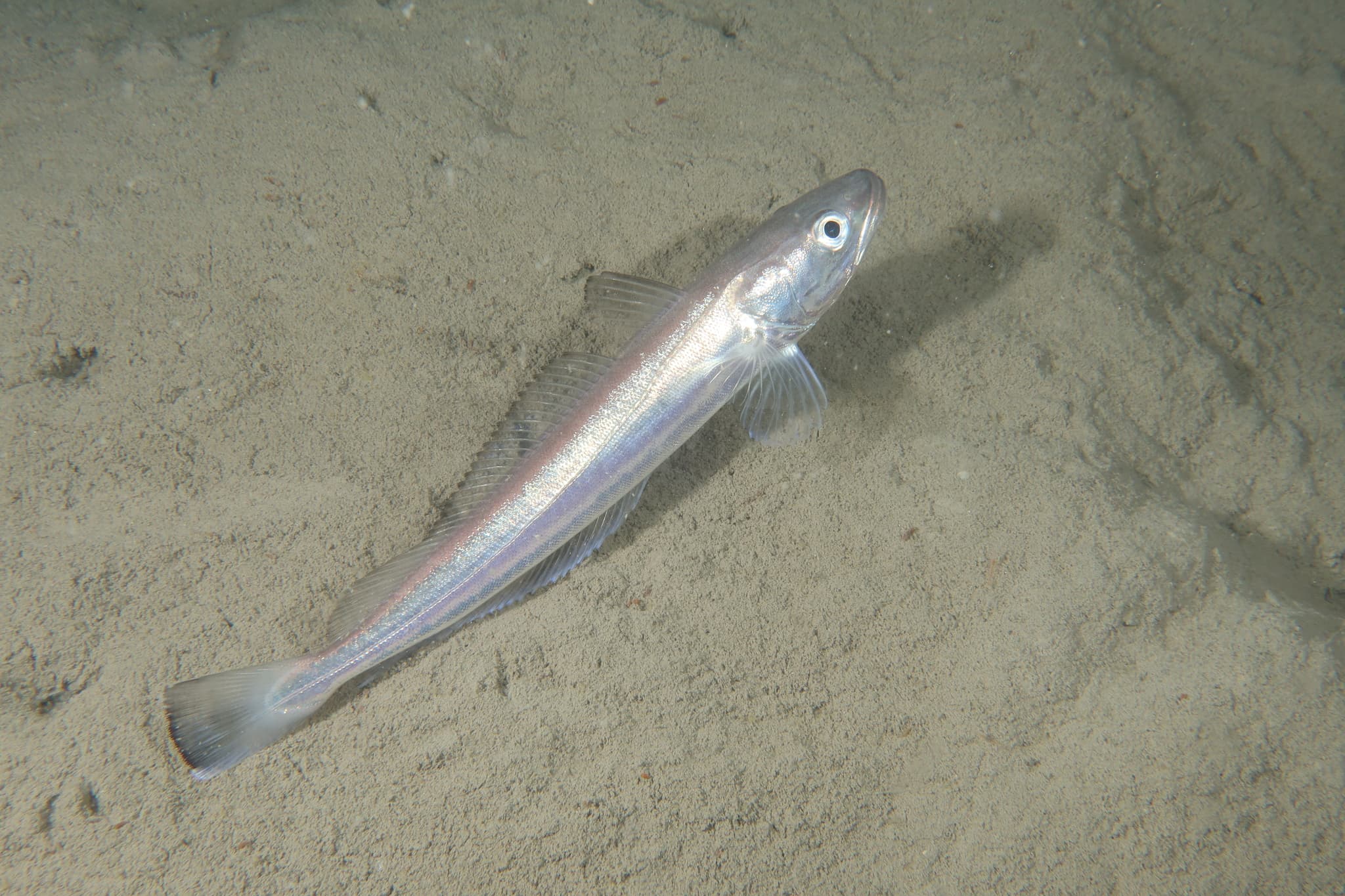 A live hake on a sandy seabed, silver flank and long dorsal fin