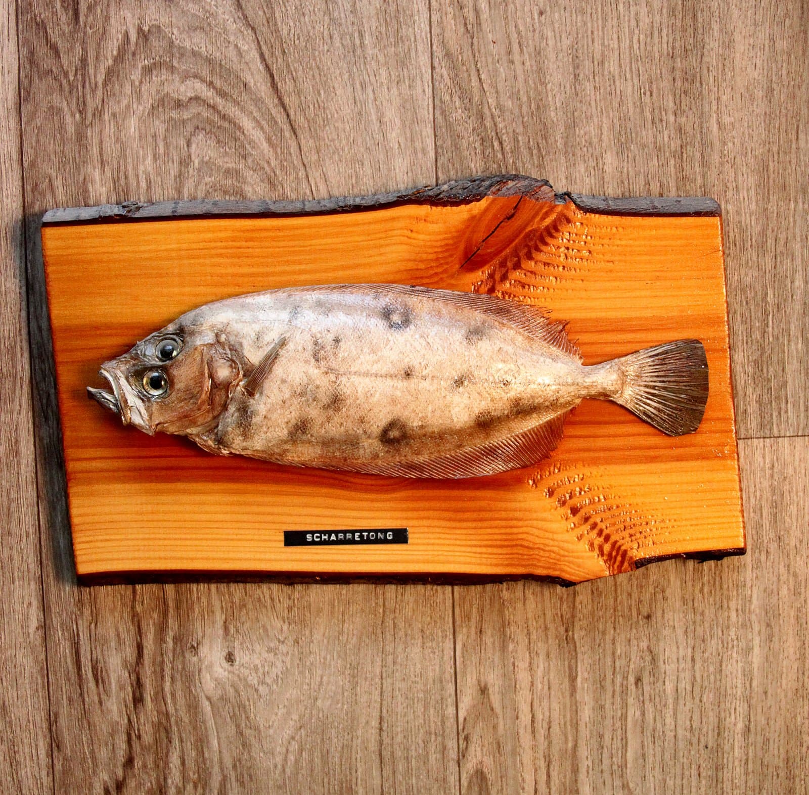 A megrim laid on a wooden board, its translucent body and large mouth visible