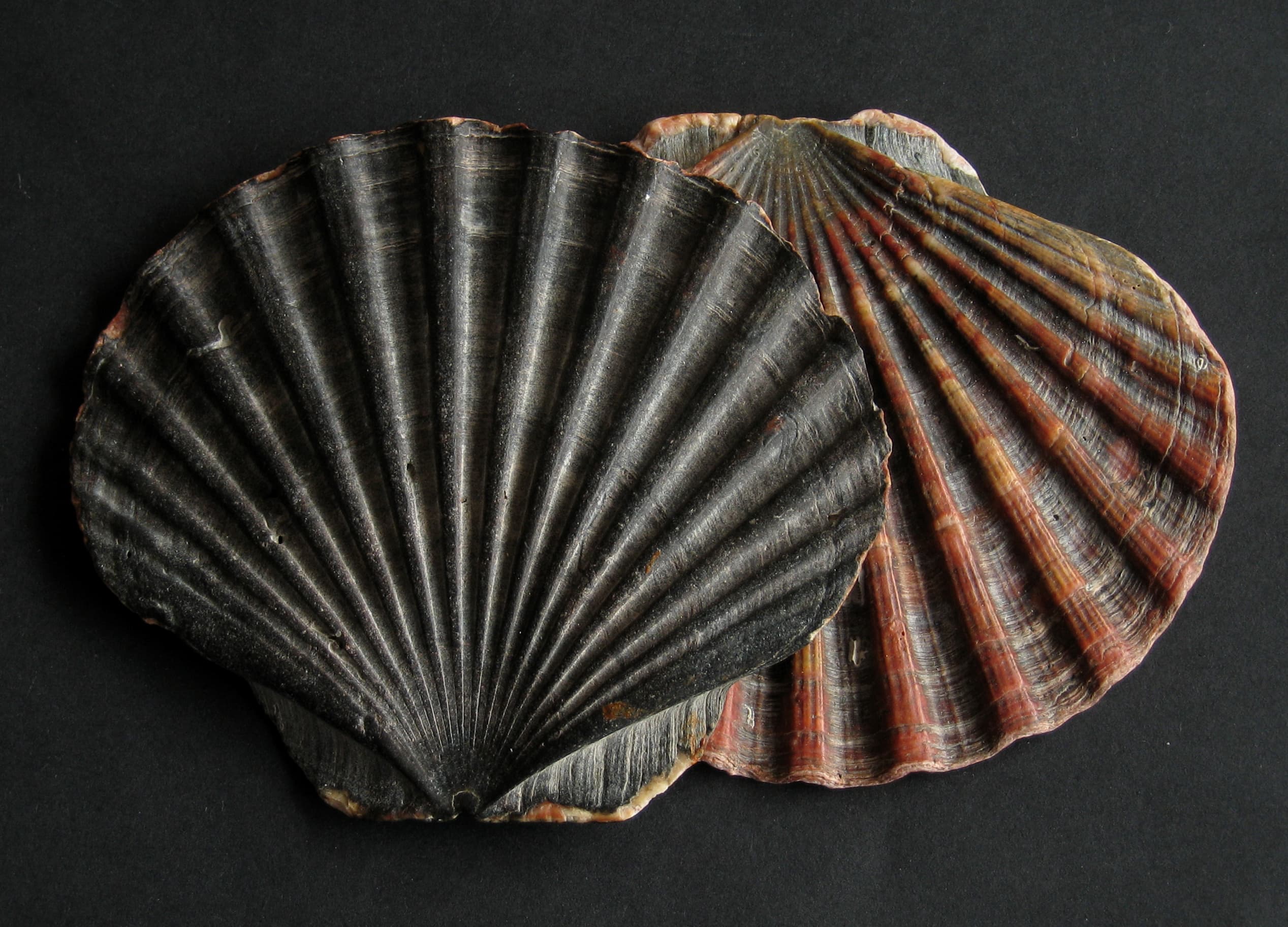 Two king scallop shells, one flat valve and one curved, on a black background