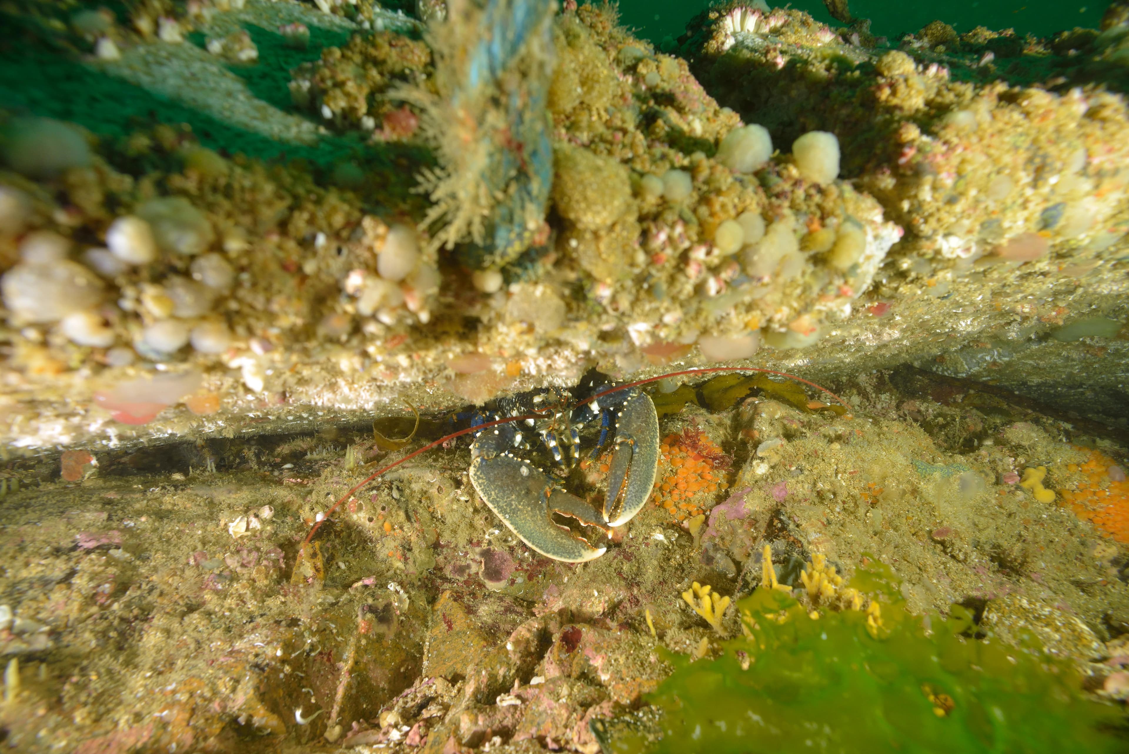A live European lobster with dark blue-black shell in a rocky crevice on the seabed