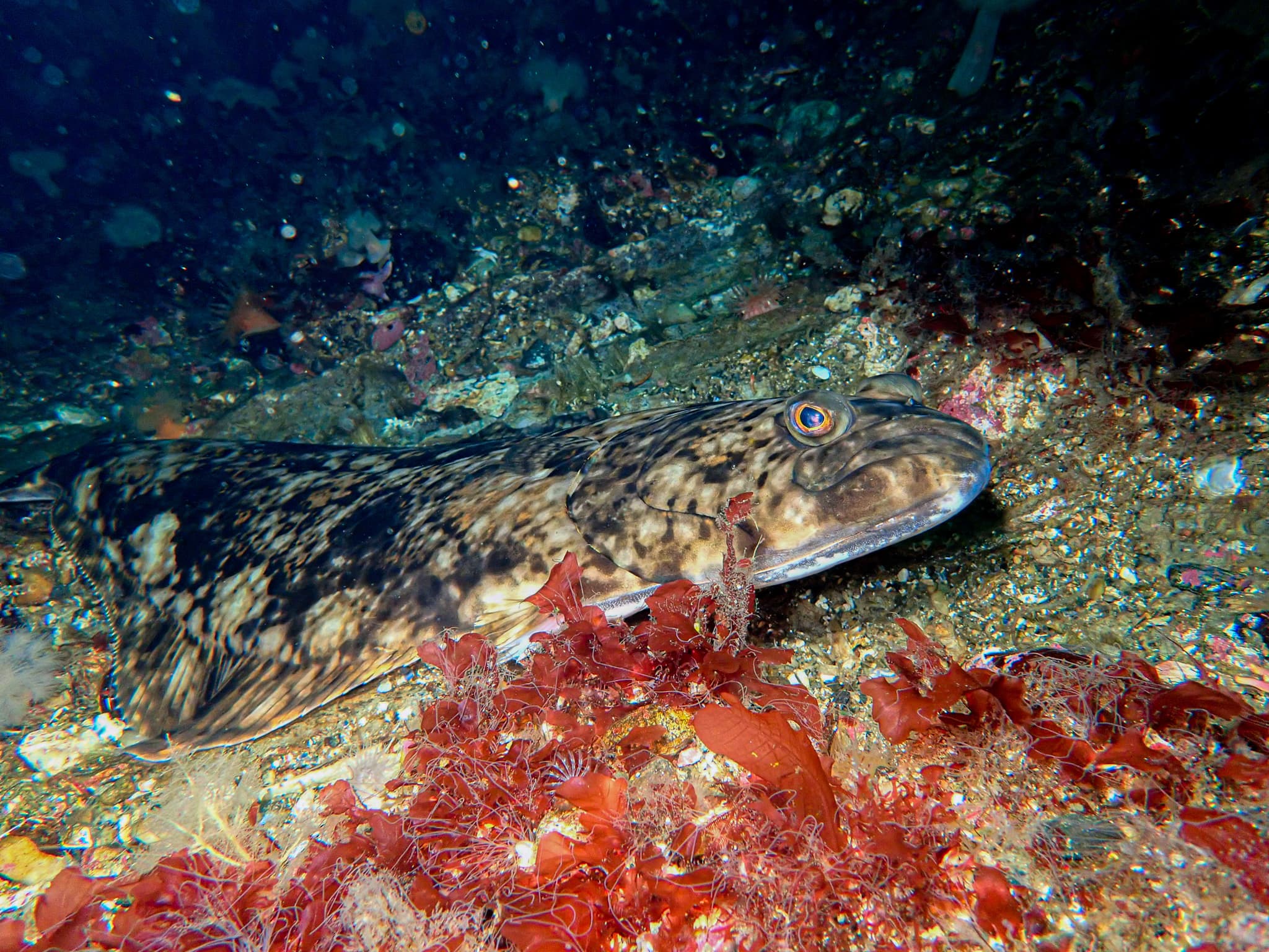 A live Atlantic halibut resting on the seabed among red seaweed