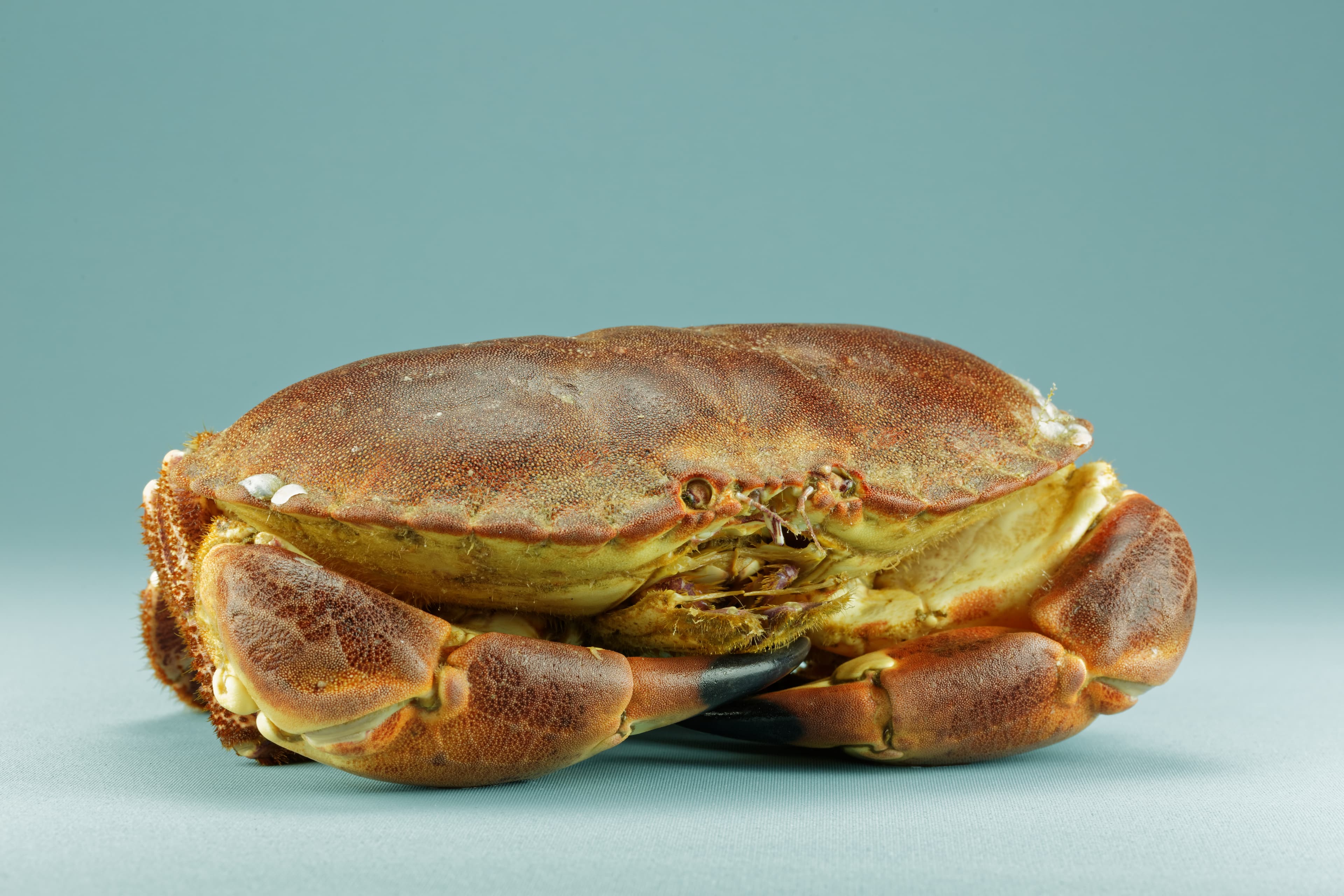 A brown crab with its pie-crust shell and black-tipped claws