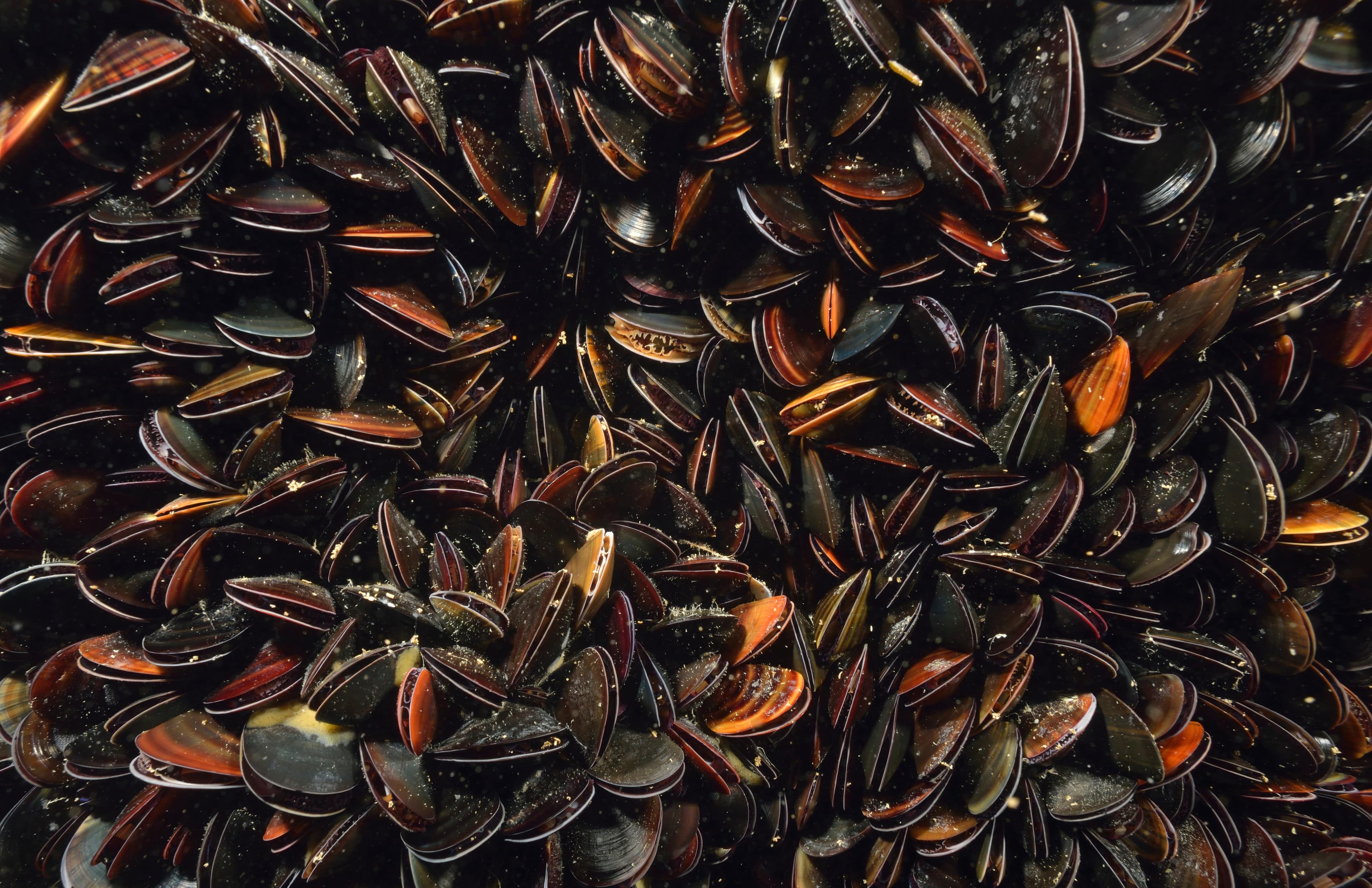 A dense bed of blue mussels, shells packed edge to edge