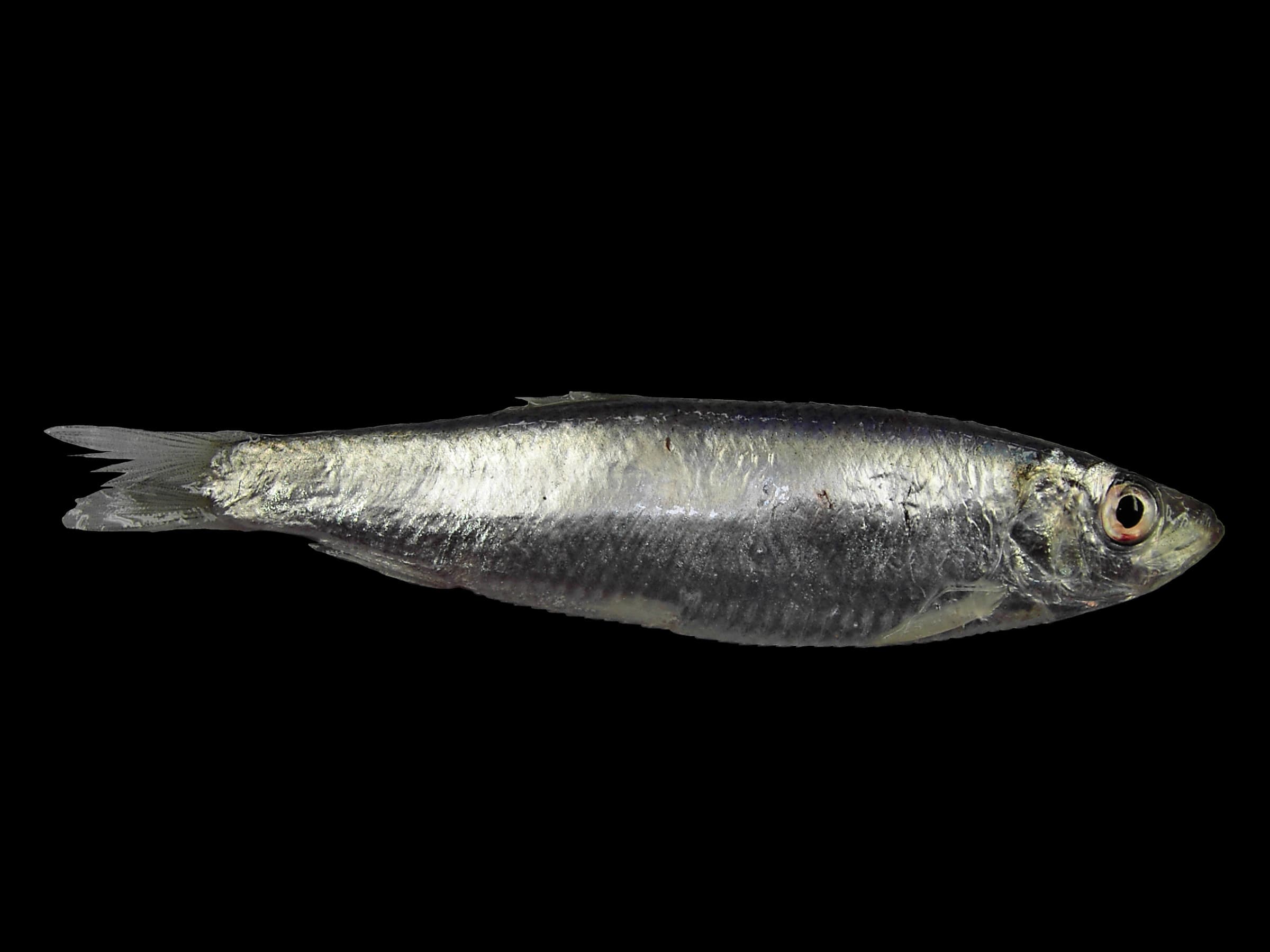 A single sprat, silver with a blue-green back, on a black background