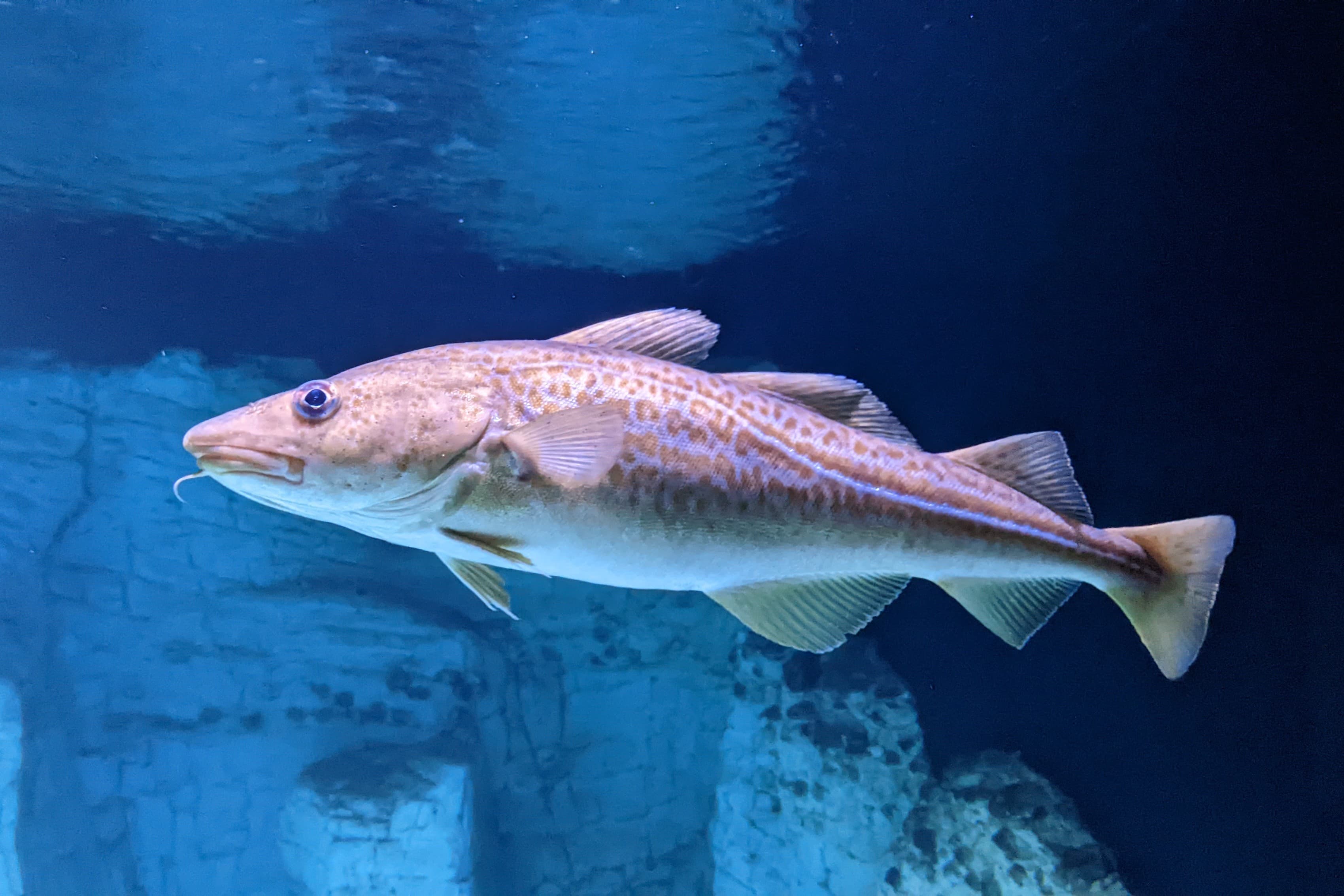 An Atlantic cod swimming, its barbel and mottled olive back clearly visible