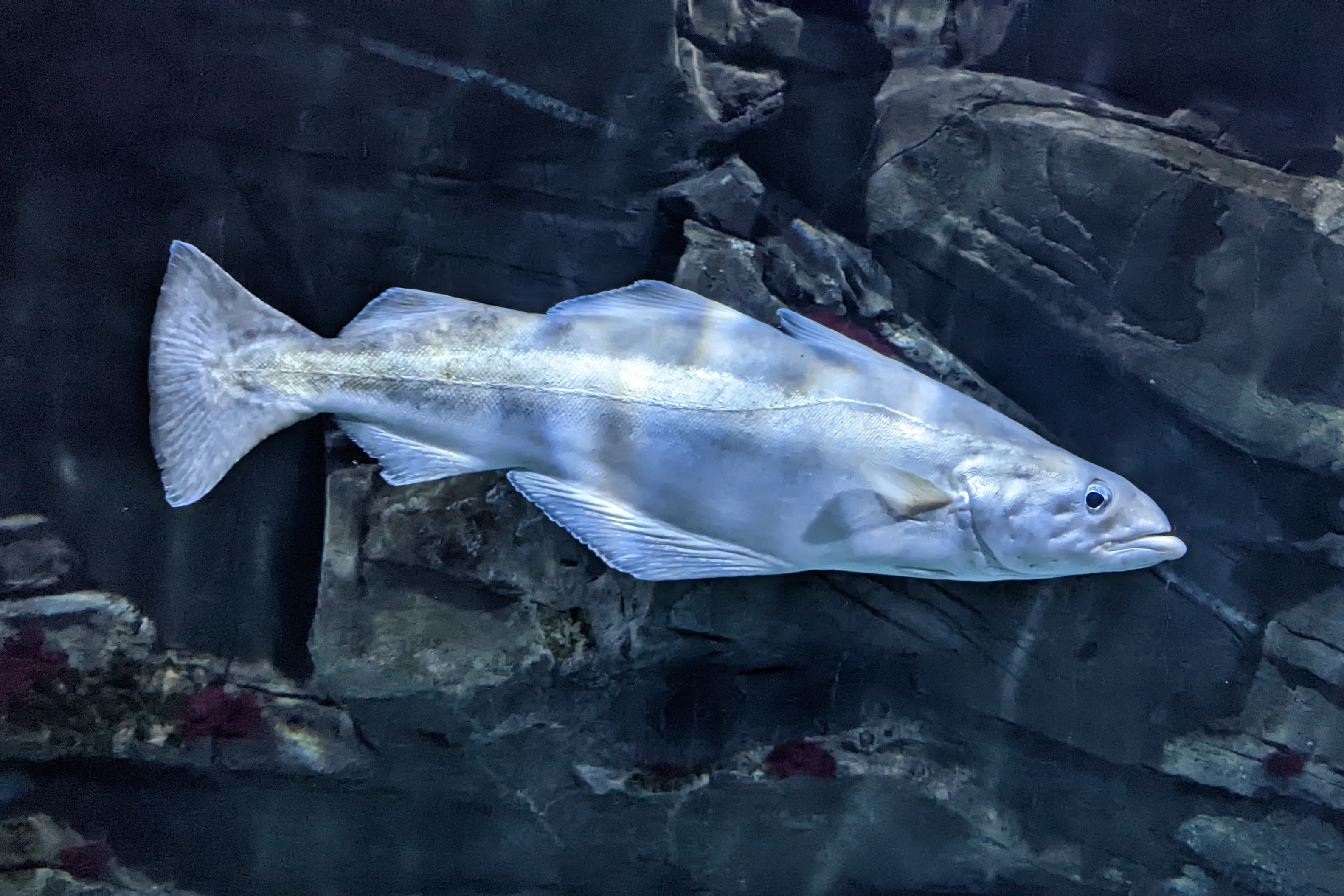 A pollock swimming past dark rocks, its silver flank and jutting lower jaw visible
