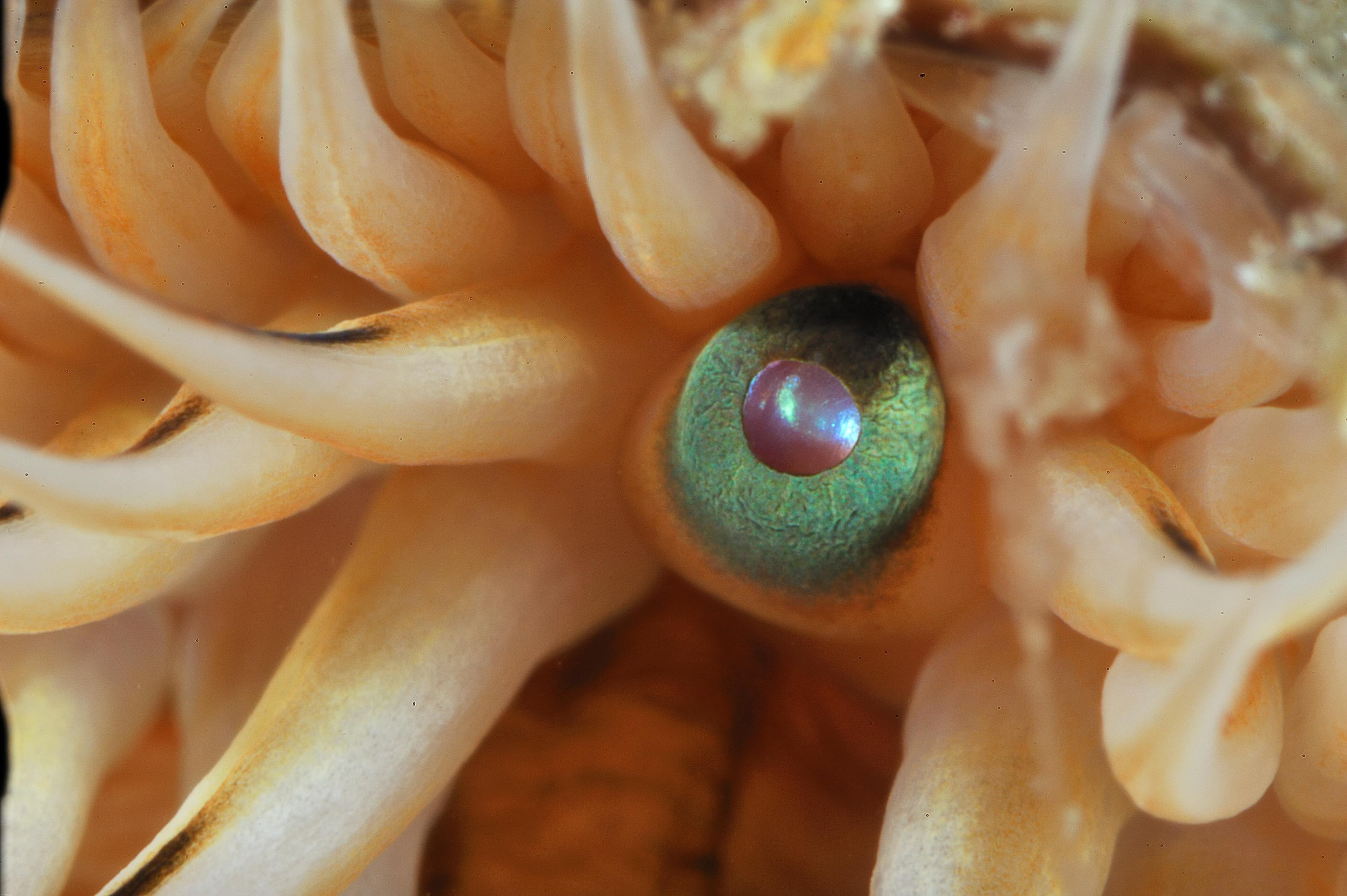 Close-up of a king scallop’s blue-green eye among its pale tentacles