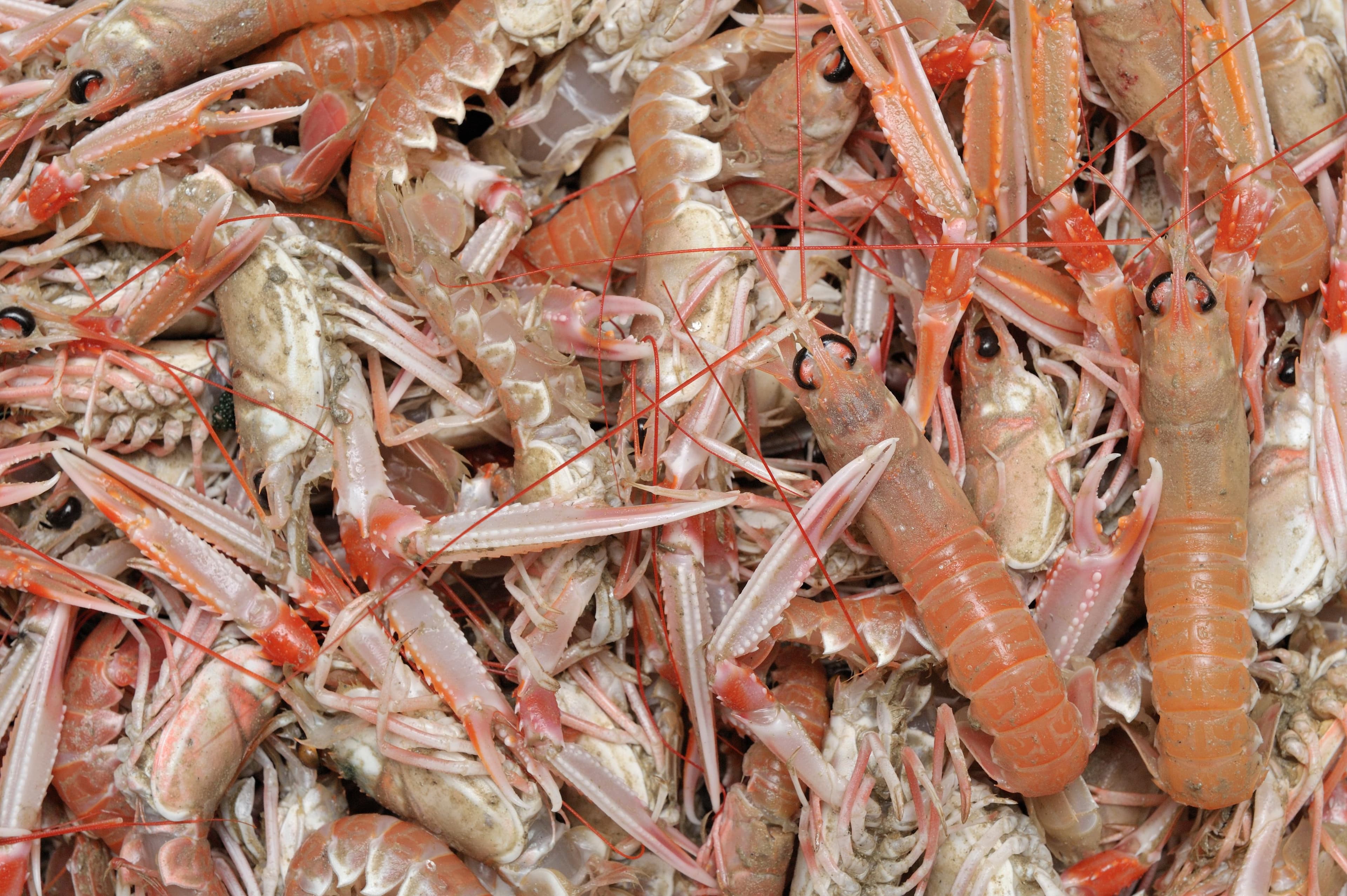 A heap of fresh langoustines, orange-pink shells and long slender claws