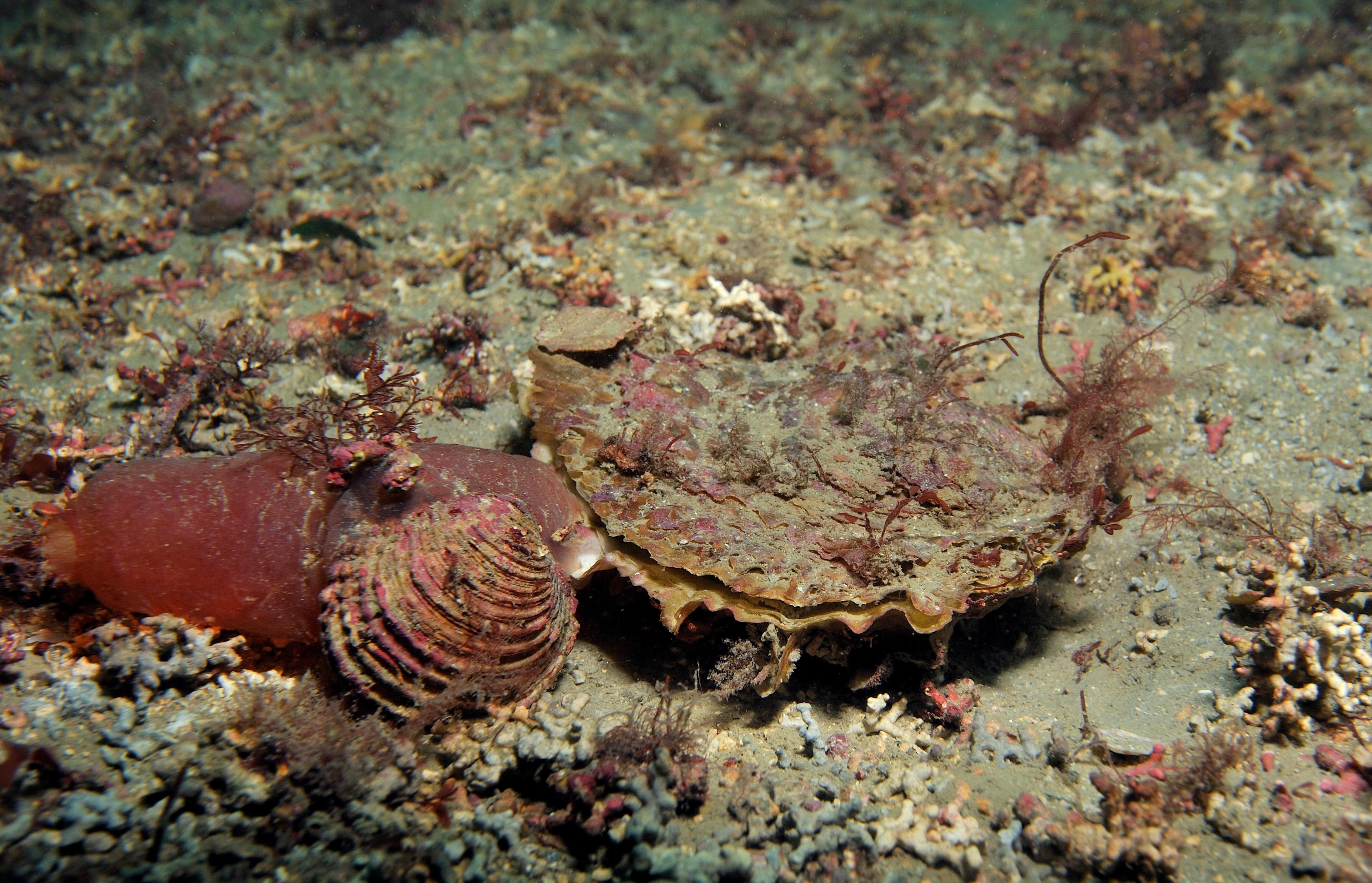 A native flat oyster on the seabed, its frilled shell edge open, beside a sea squirt