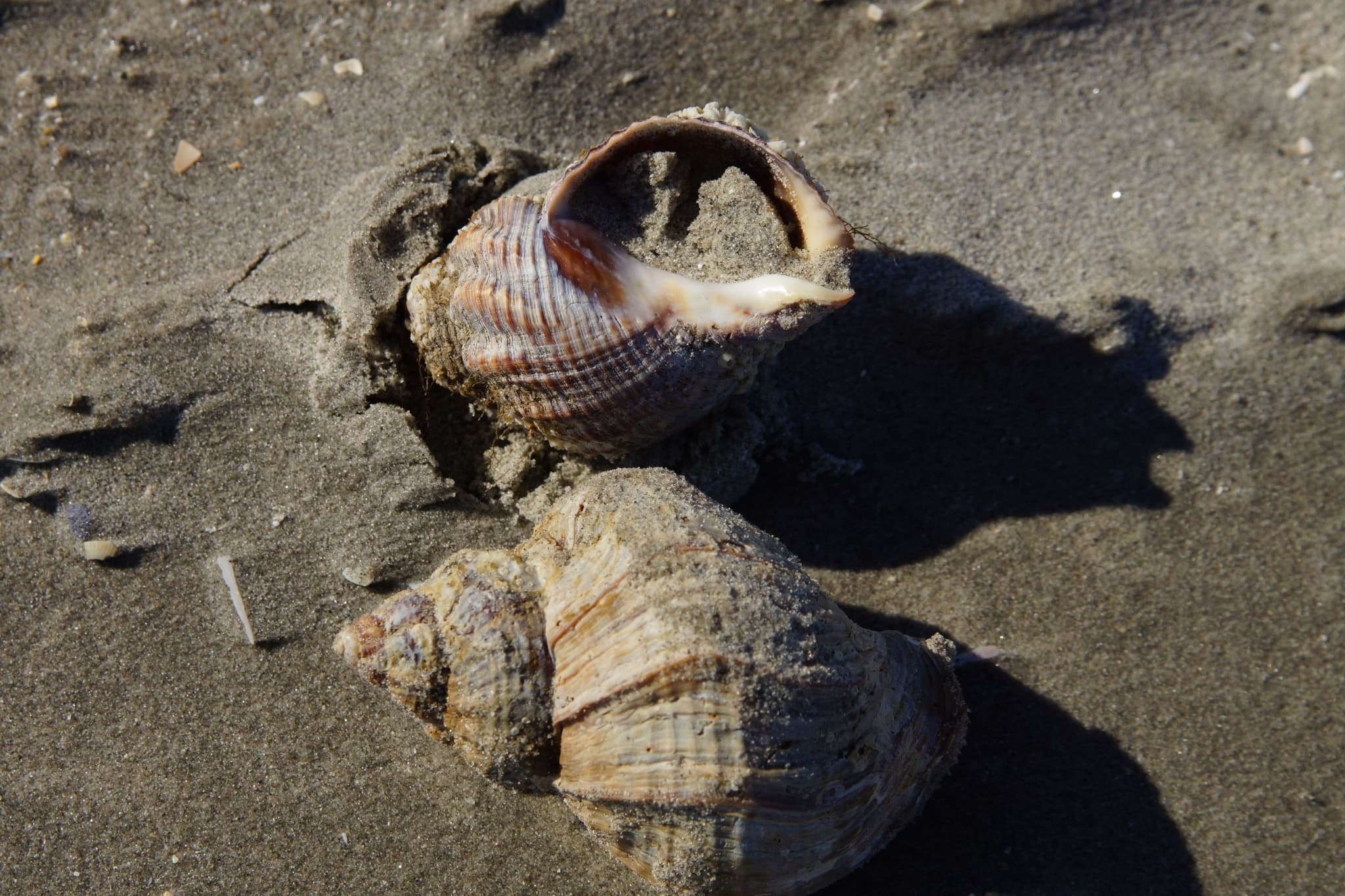 Two common whelk shells on wet sand at low tide