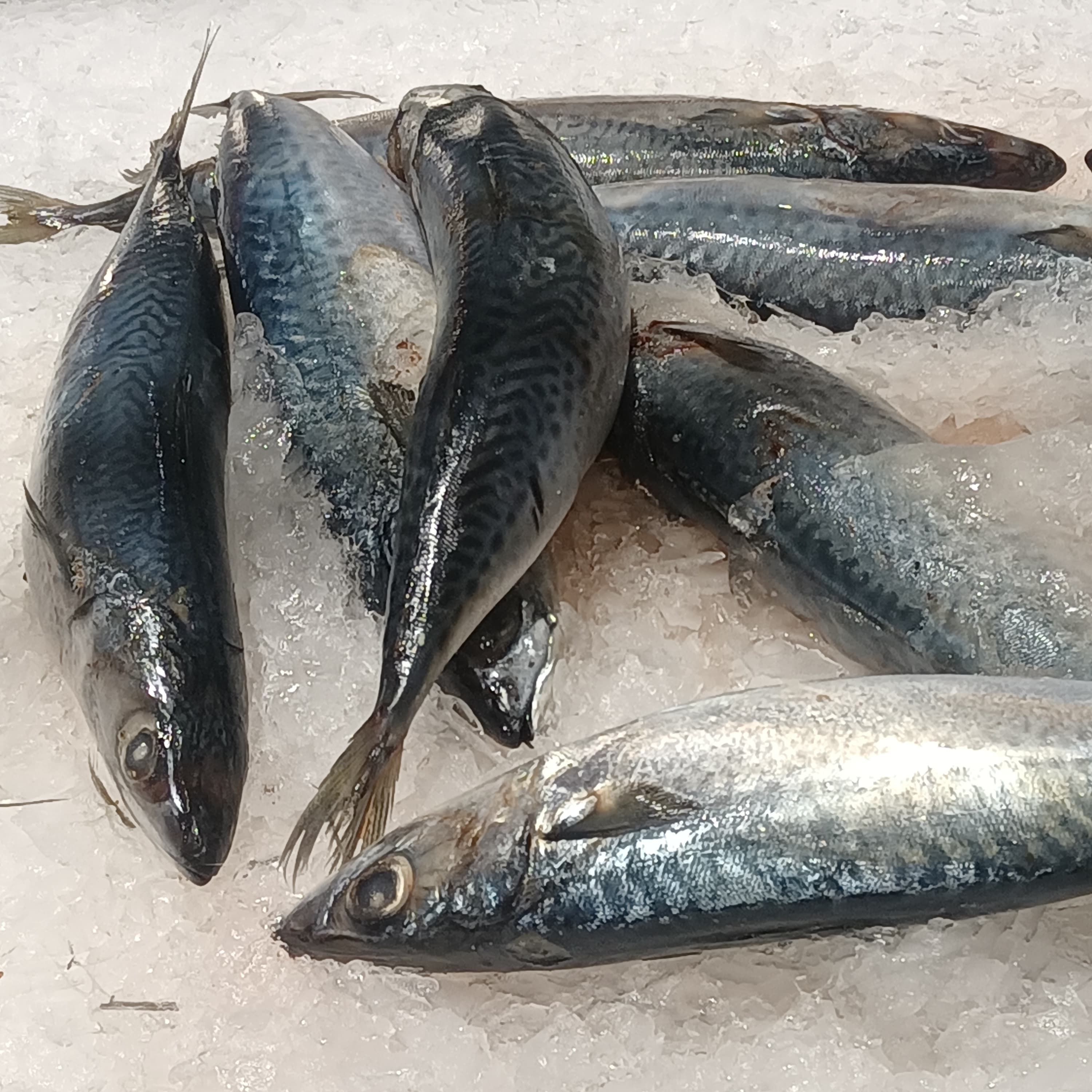 Fresh mackerel on ice, tiger-striped backs and silver bellies