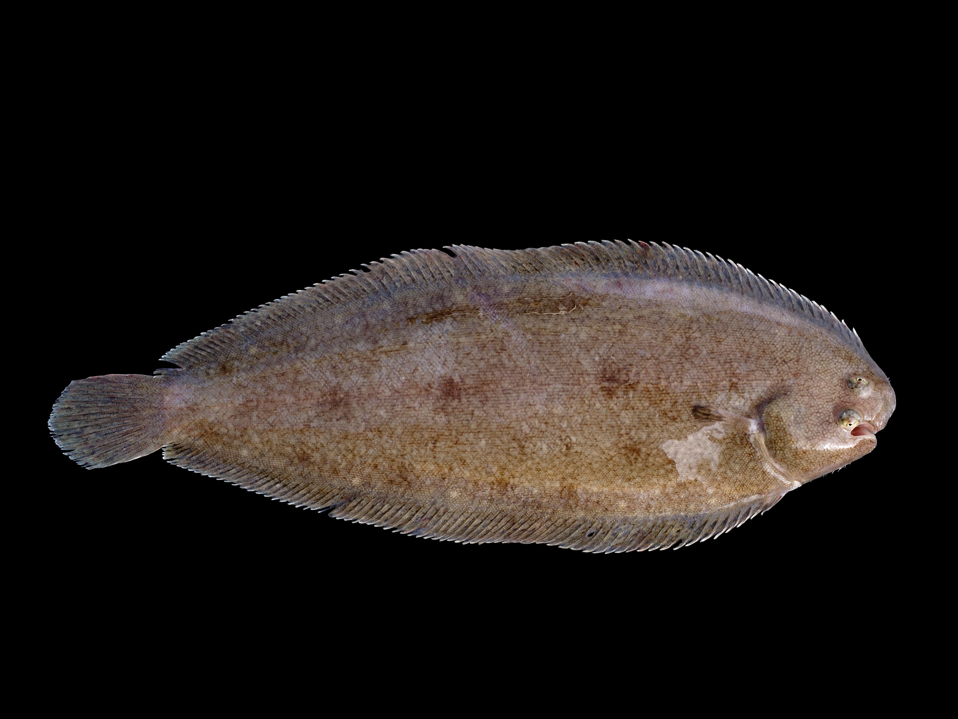 A Dover sole, slender and grey-brown, on a black background