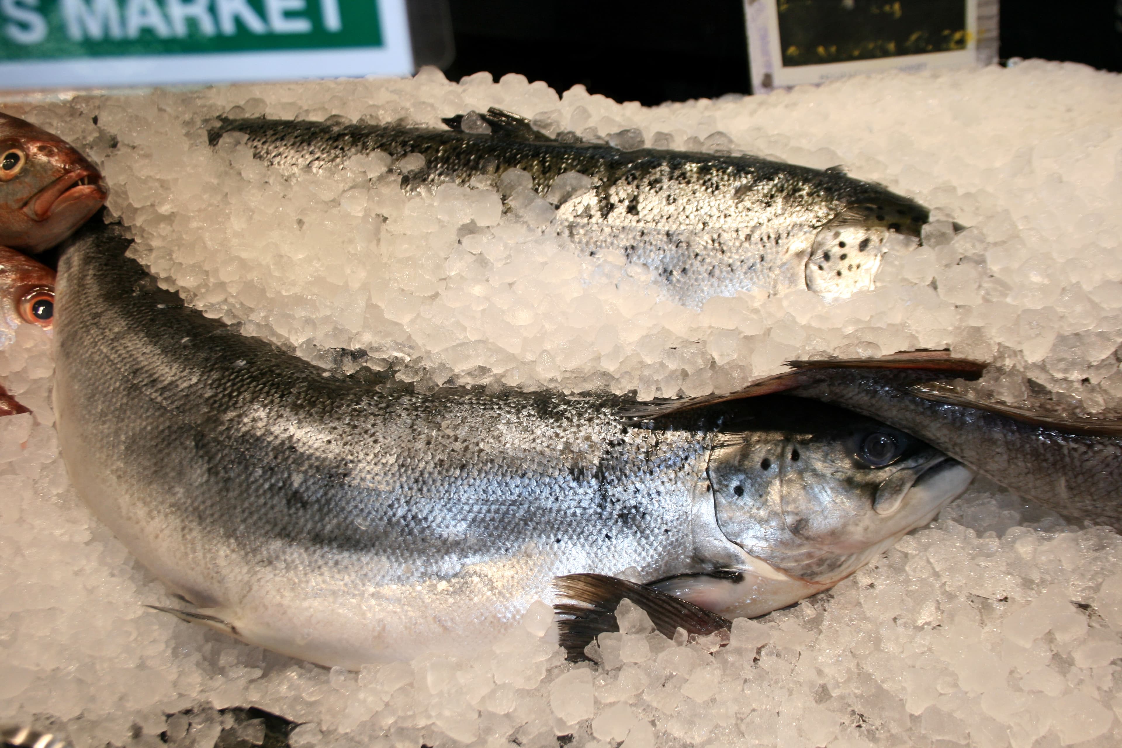 Whole Atlantic salmon on ice at a fishmonger’s counter