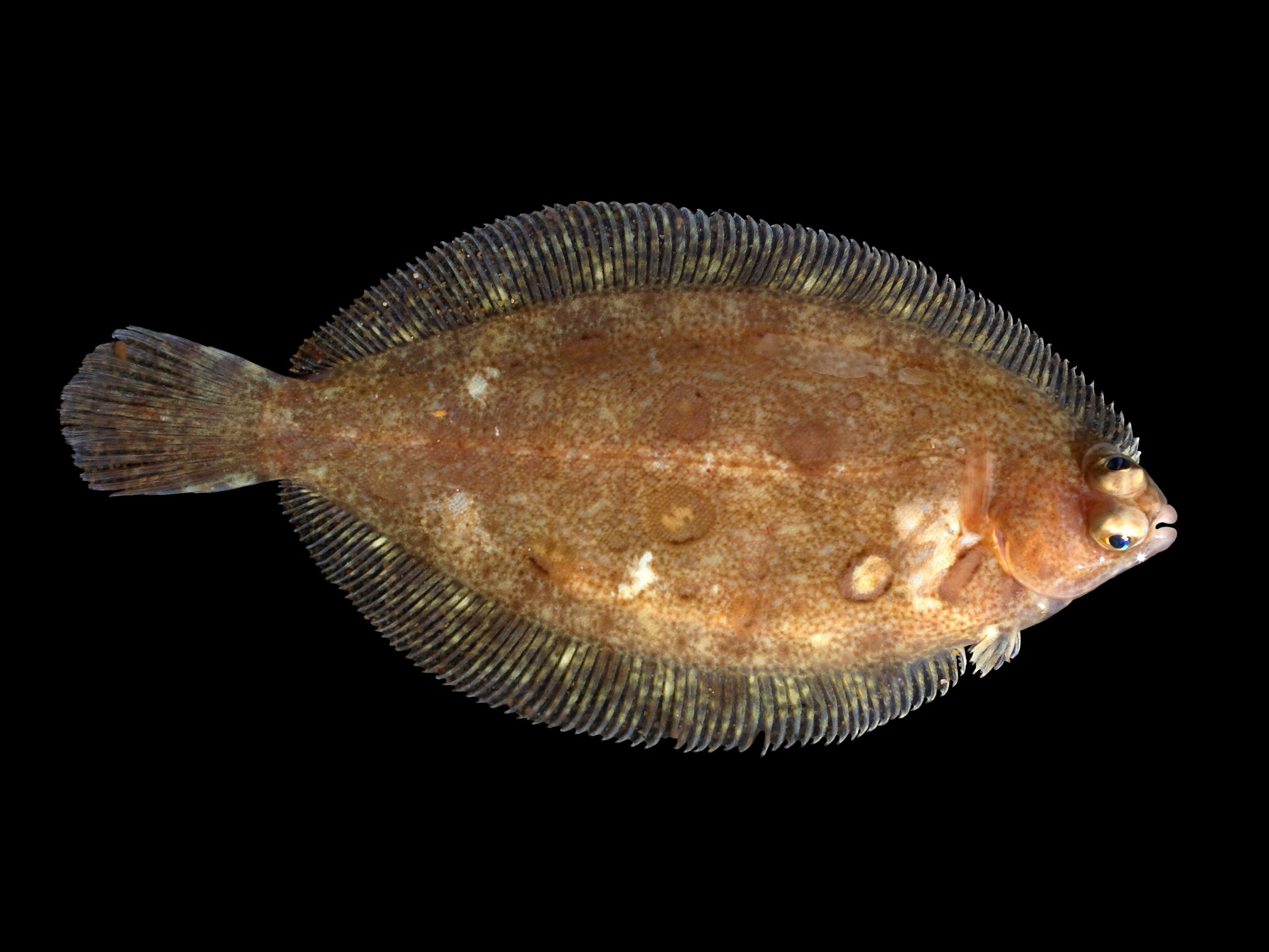 A lemon sole, oval and mottled orange-brown, on a black background
